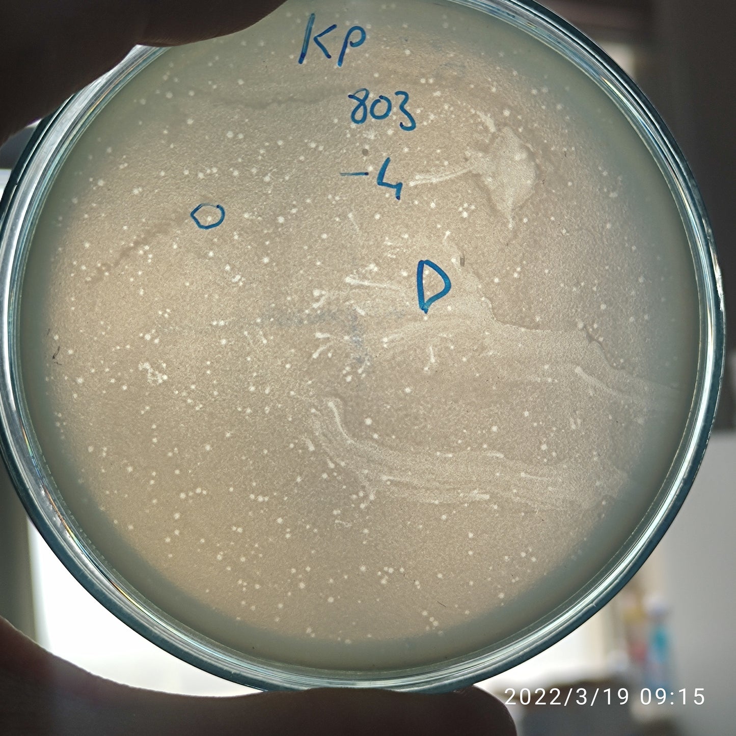 Klebsiella pneumoniae bacteriophage 180803D