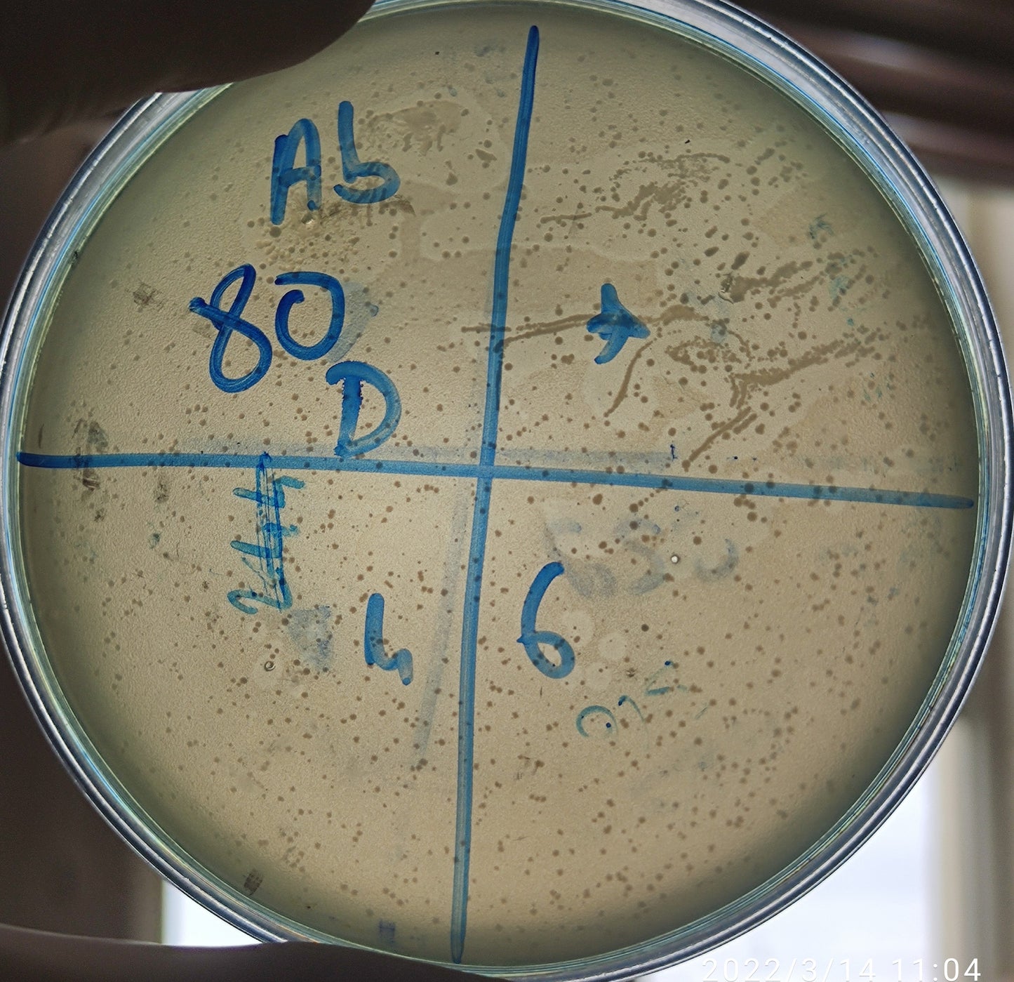 Acinetobacter baumannii bacteriophage 120080D