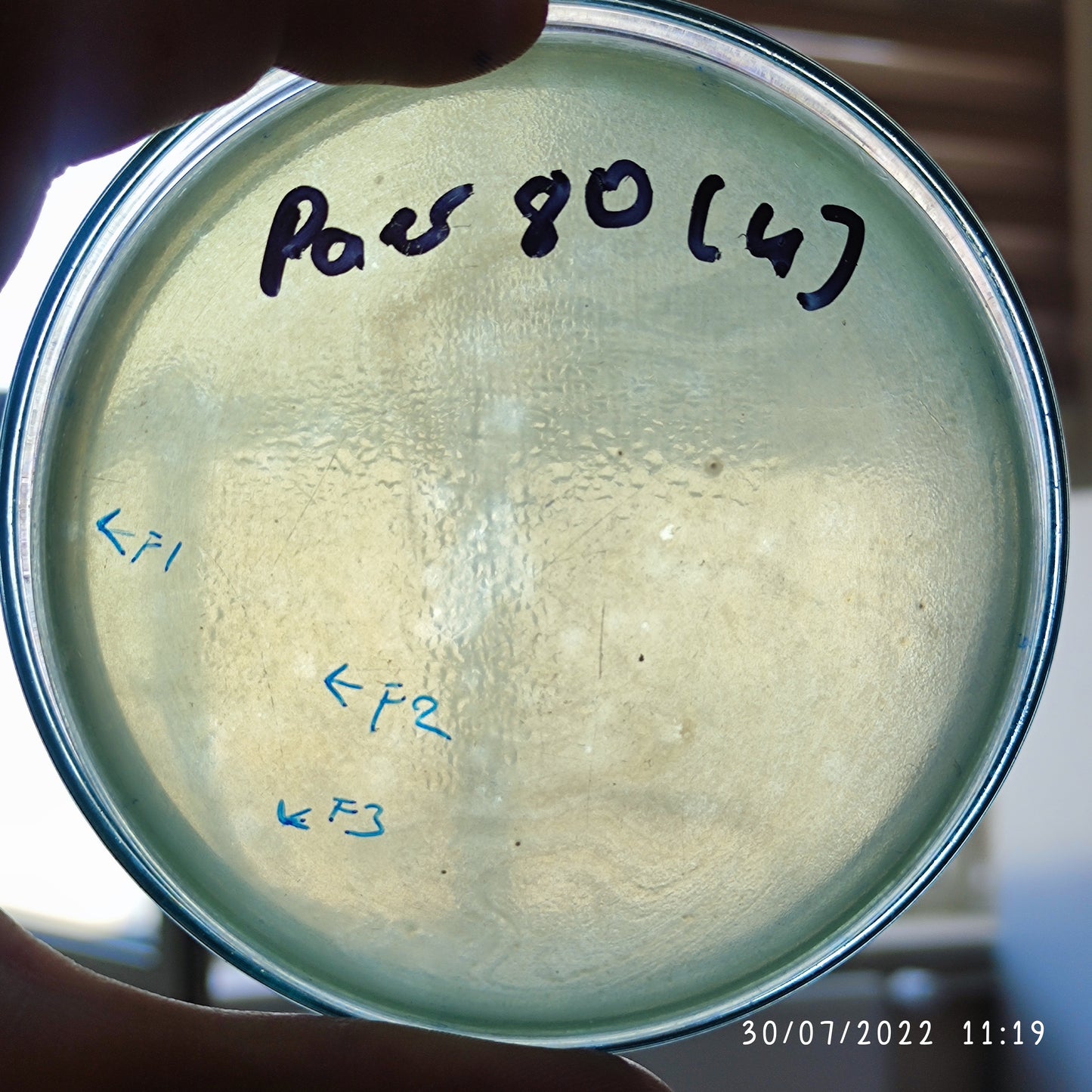 Pseudomonas aeruginosa bacteriophage 130080F