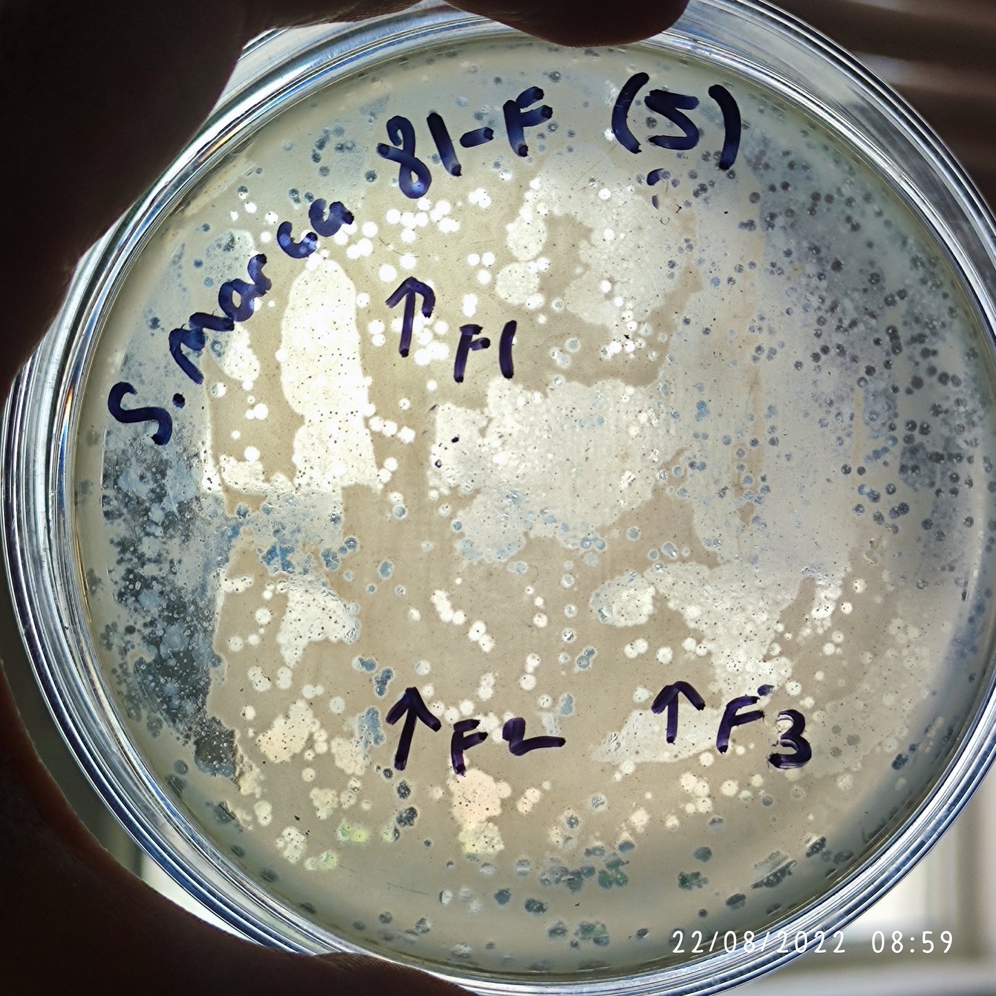 Serratia marcescens bacteriophage 200081F
