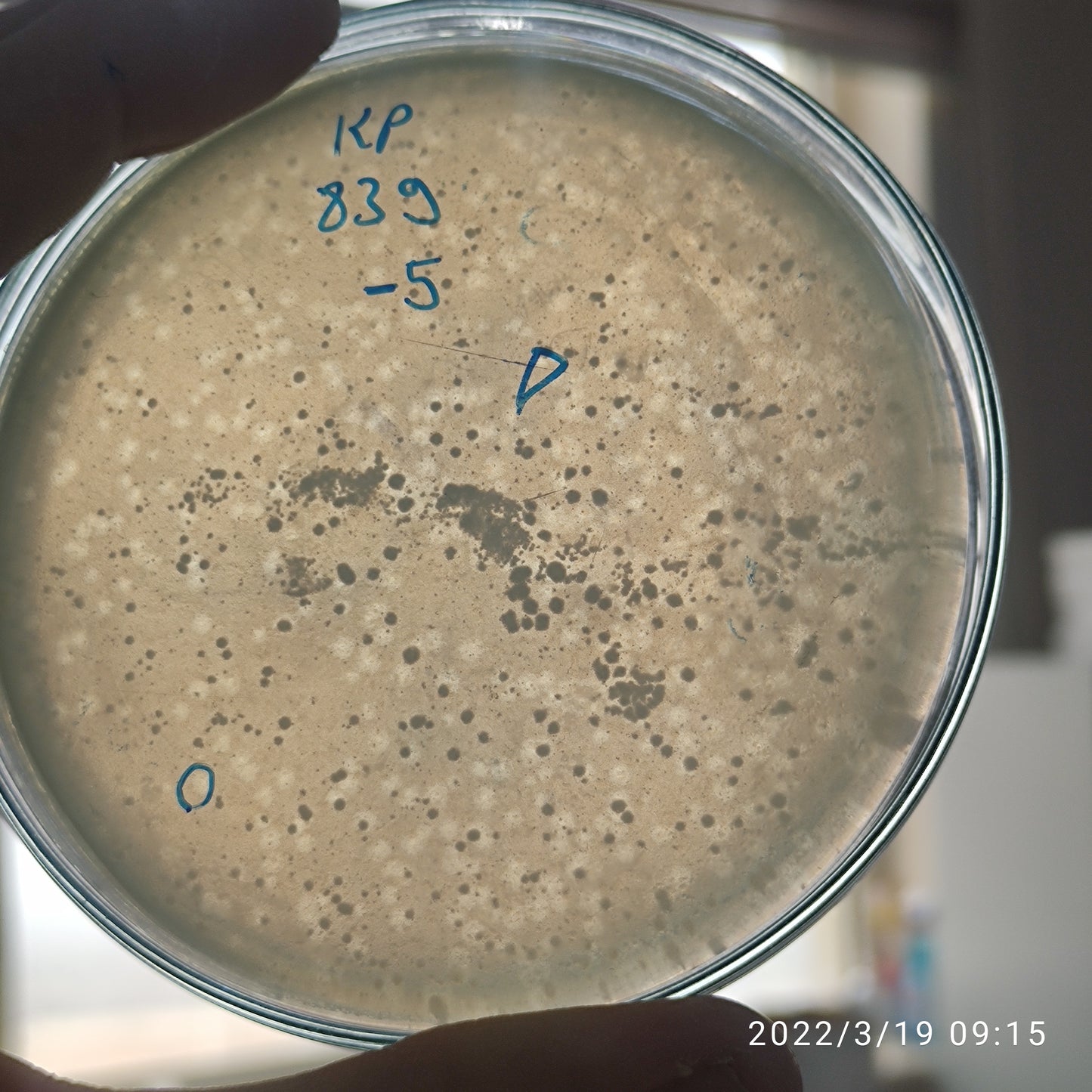 Klebsiella pneumoniae bacteriophage 180839D