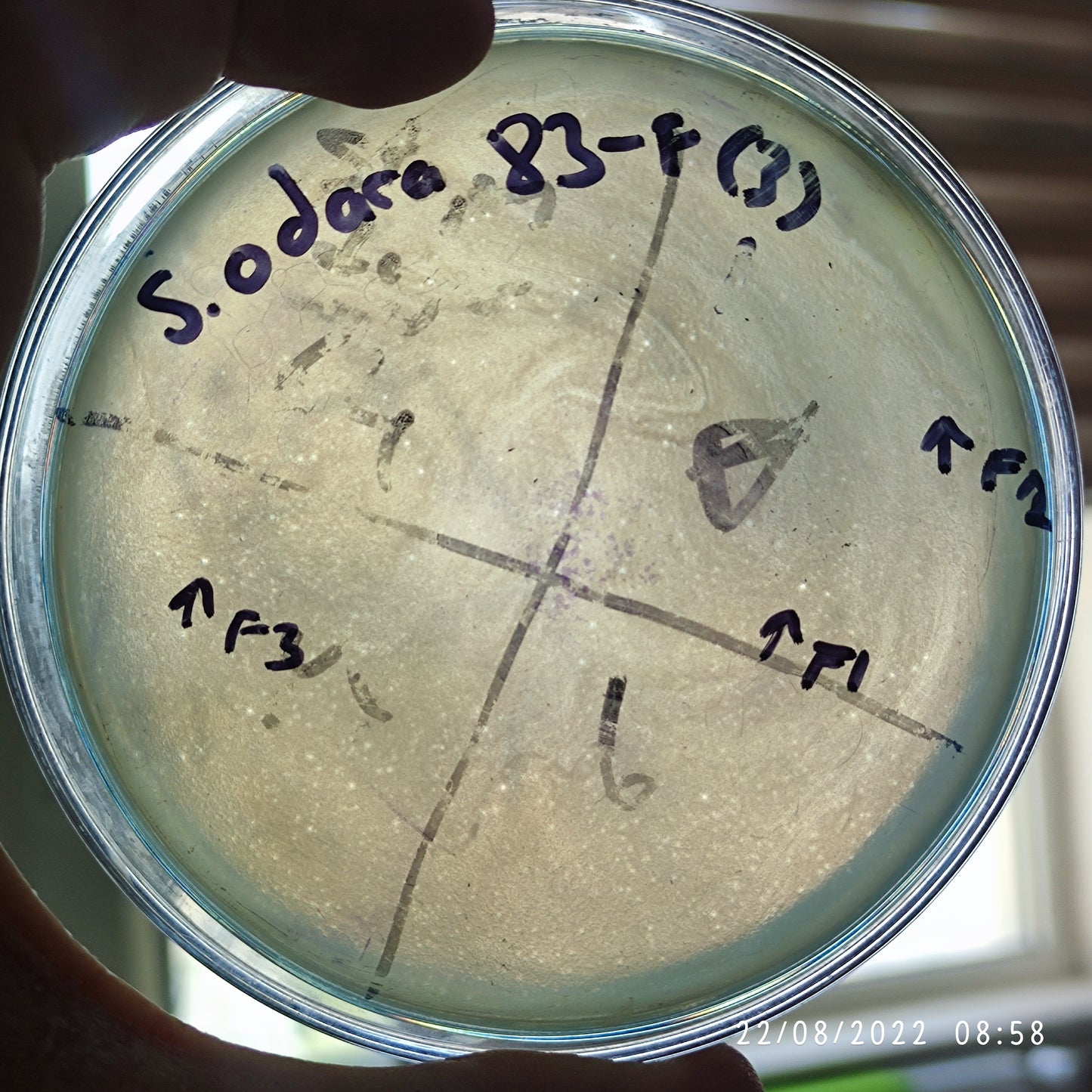 Serratia marcescens bacteriophage 200083F