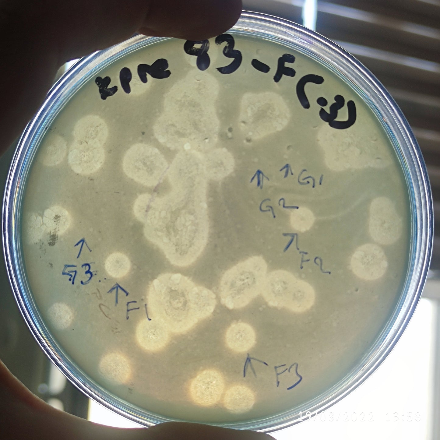 Klebsiella pneumoniae bacteriophage 180083G