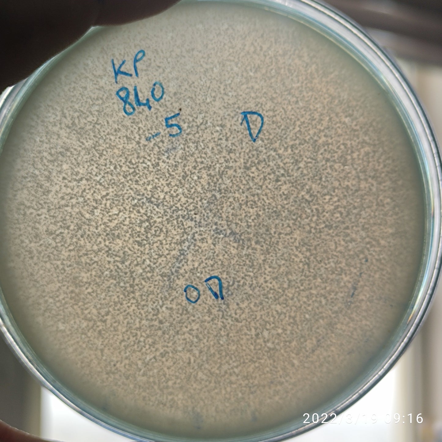 Klebsiella pneumoniae bacteriophage 180840D