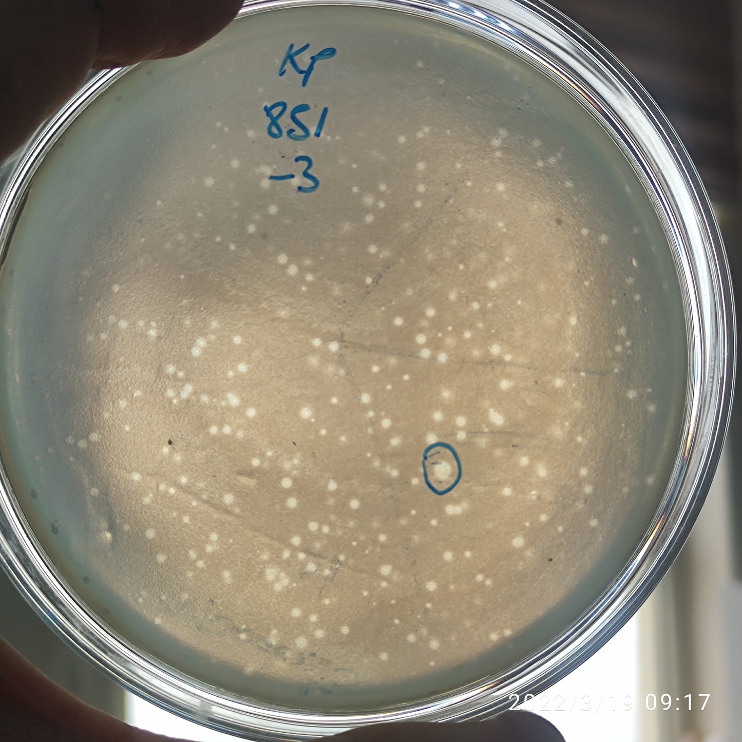 Klebsiella pneumoniae bacteriophage 180851D