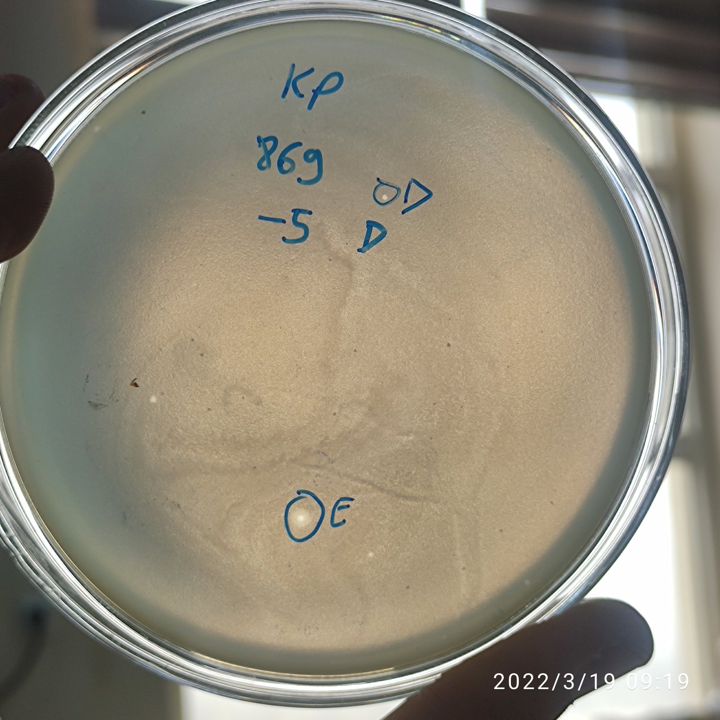 Klebsiella pneumoniae bacteriophage 180869E