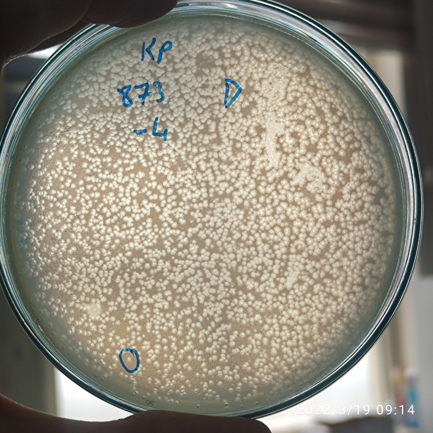Klebsiella pneumoniae bacteriophage 180873D