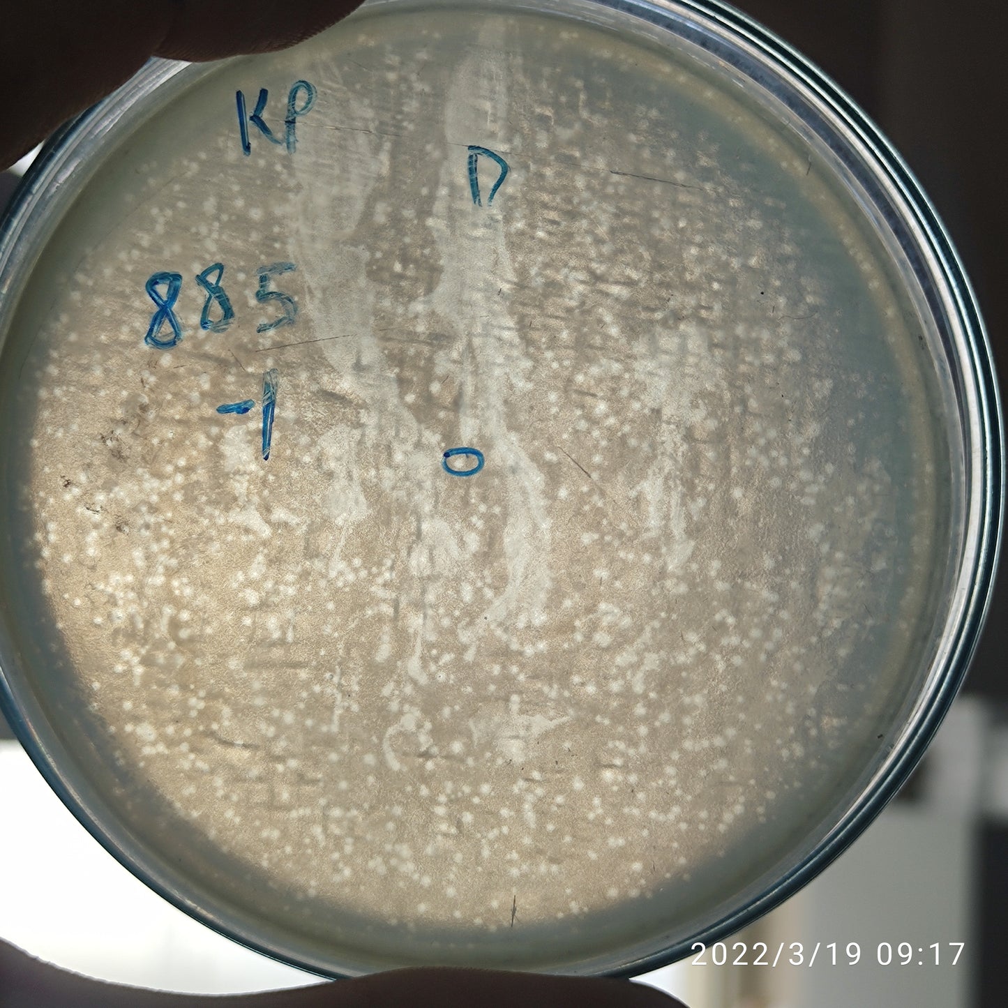 Klebsiella pneumoniae bacteriophage 180885D