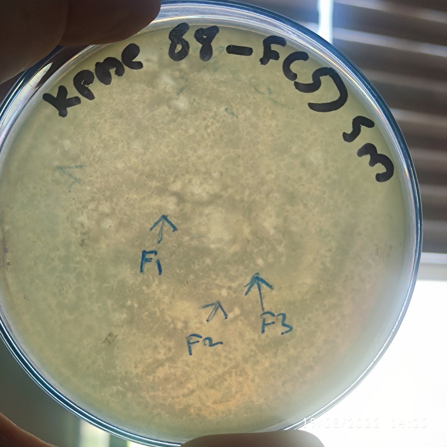 Klebsiella pneumoniae bacteriophage 180088F