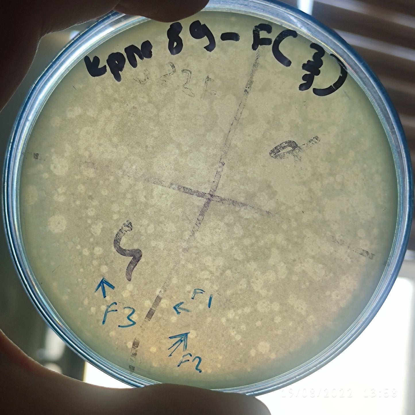 Klebsiella pneumoniae bacteriophage 180089F