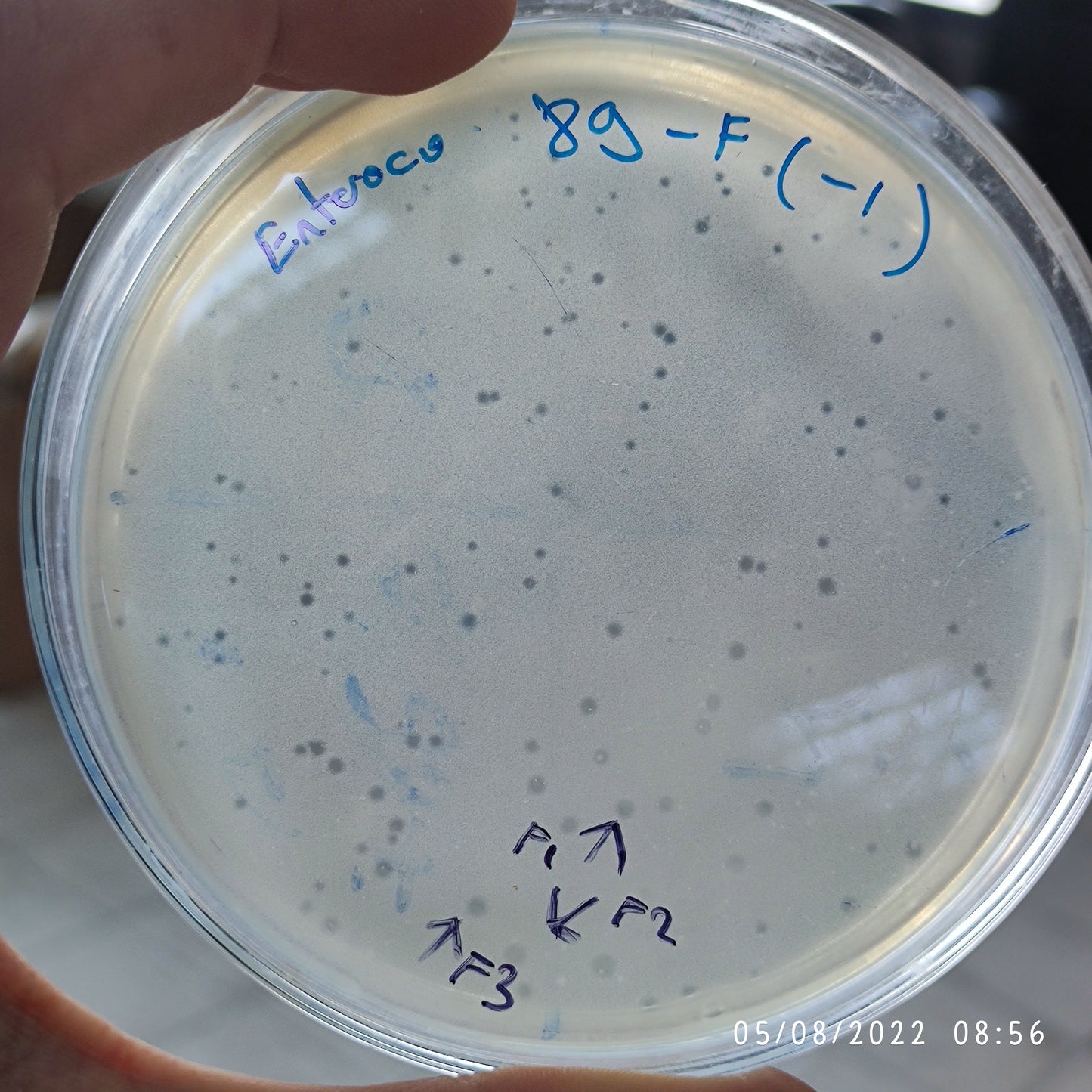 Enterococcus faecalis bacteriophage 110089F