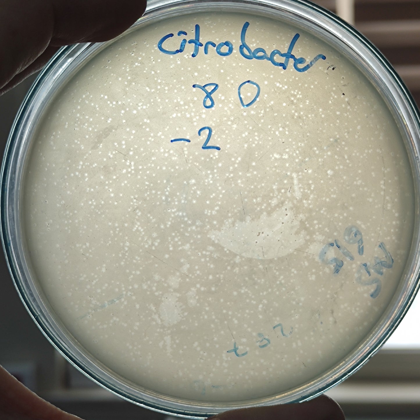 Citrobacter freundii bacteriophage 200008D