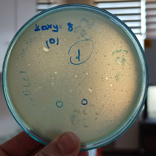 Klebsiella oxytoca bacteriophage 188008D