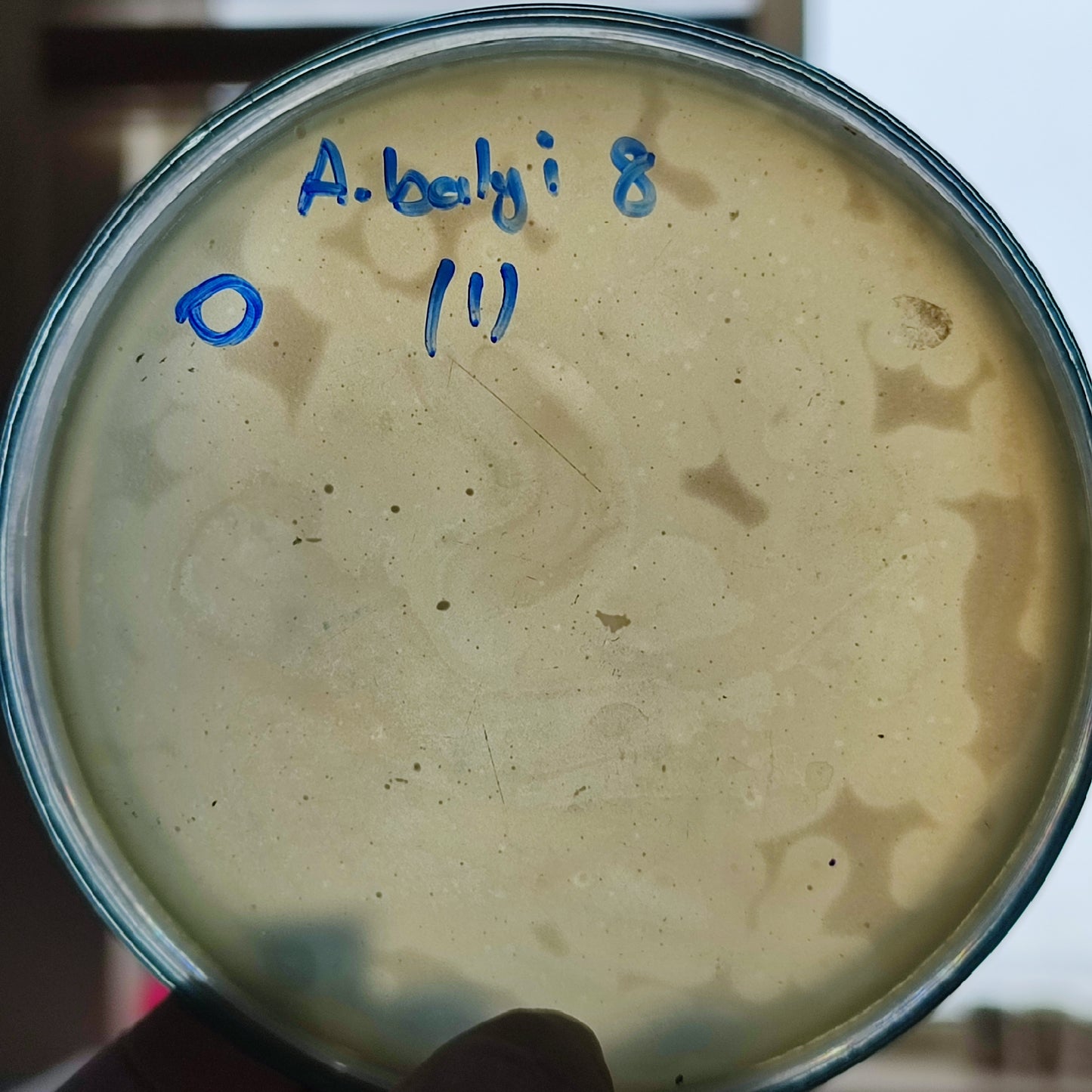 Acinetobacter baylyi bacteriophage 128008D