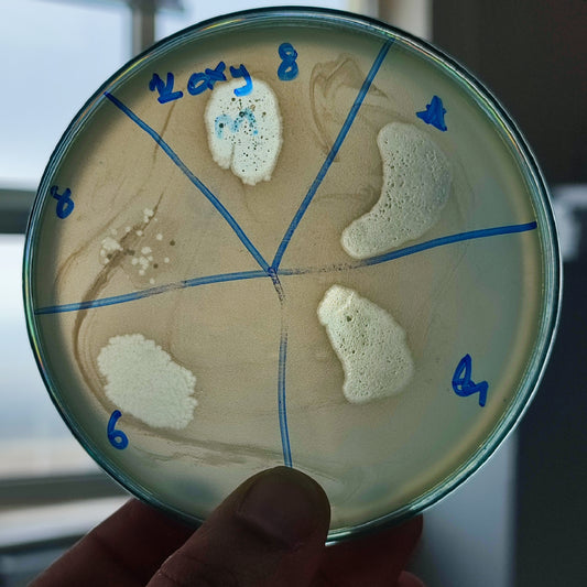 Klebsiella oxytoca bacteriophage 188008E