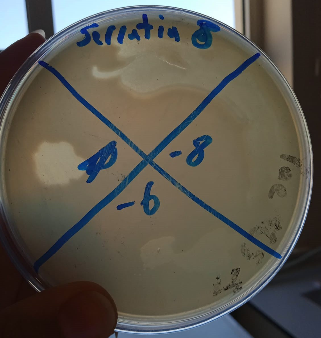 Serratia marcescens bacteriophage 200072A