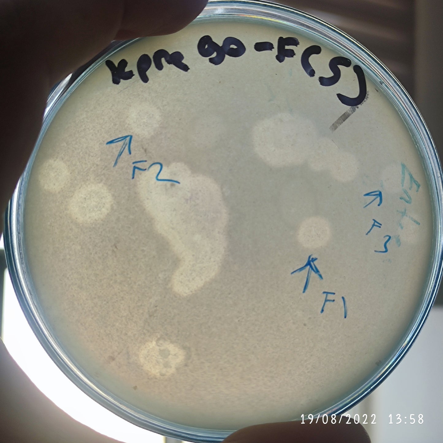 Klebsiella pneumoniae bacteriophage 180090F