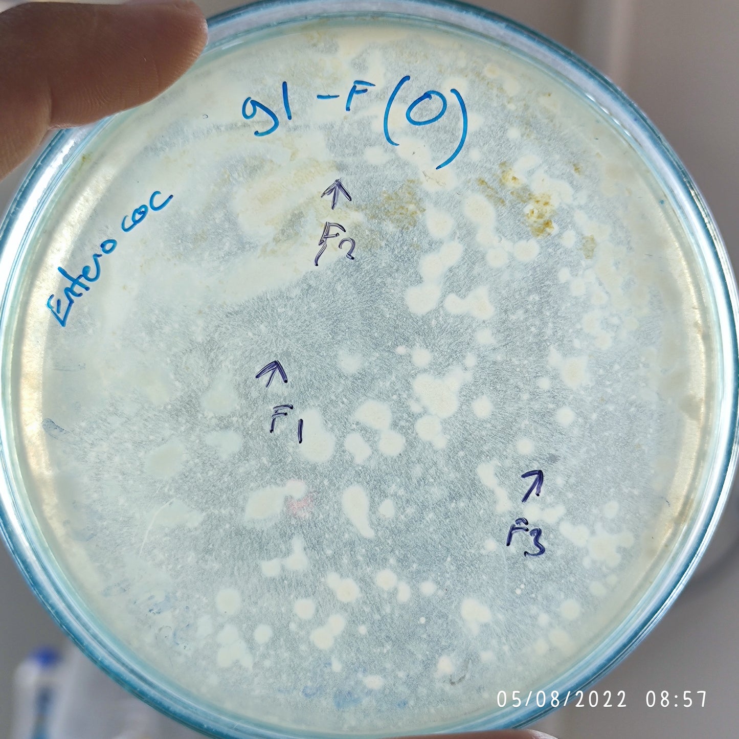 Enterococcus faecalis bacteriophage 110091F
