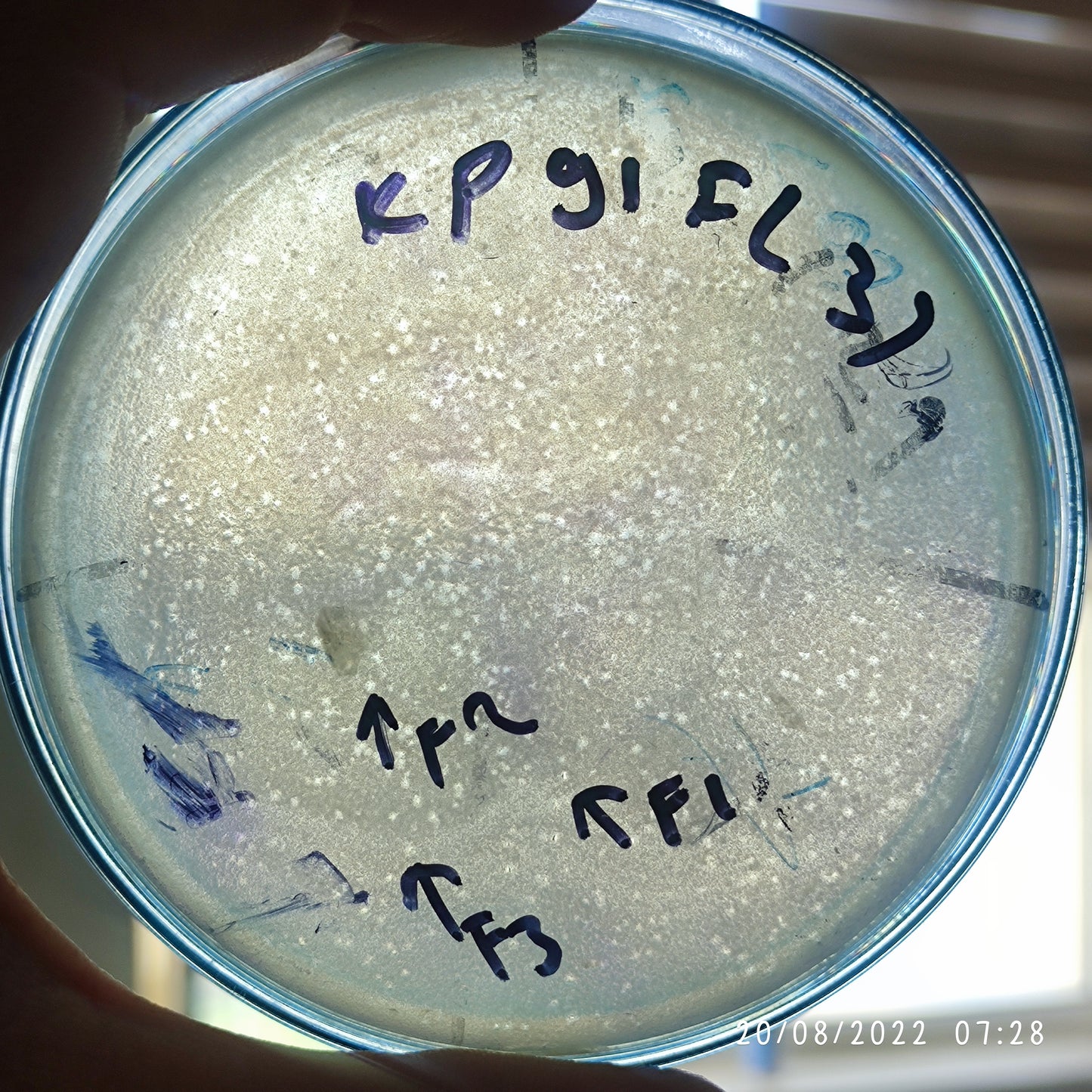 Klebsiella pneumoniae bacteriophage 180091F