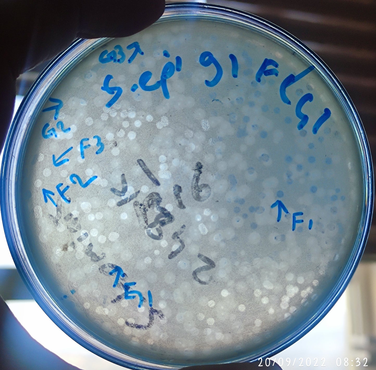 Staphylococcus epidermidis bacteriophage 158091G
