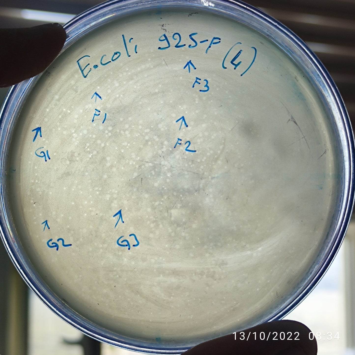 Escherichia coli bacteriophage 100925G