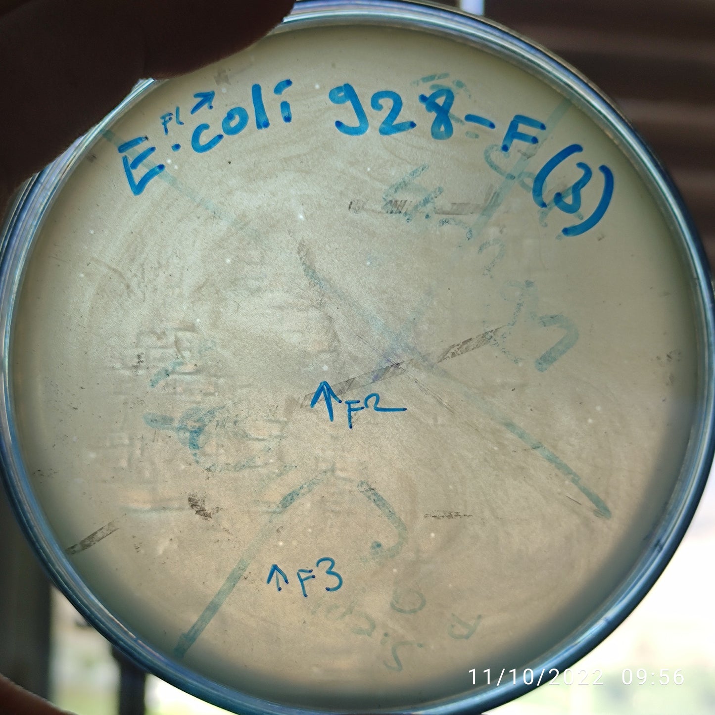 Escherichia coli bacteriophage 100928F