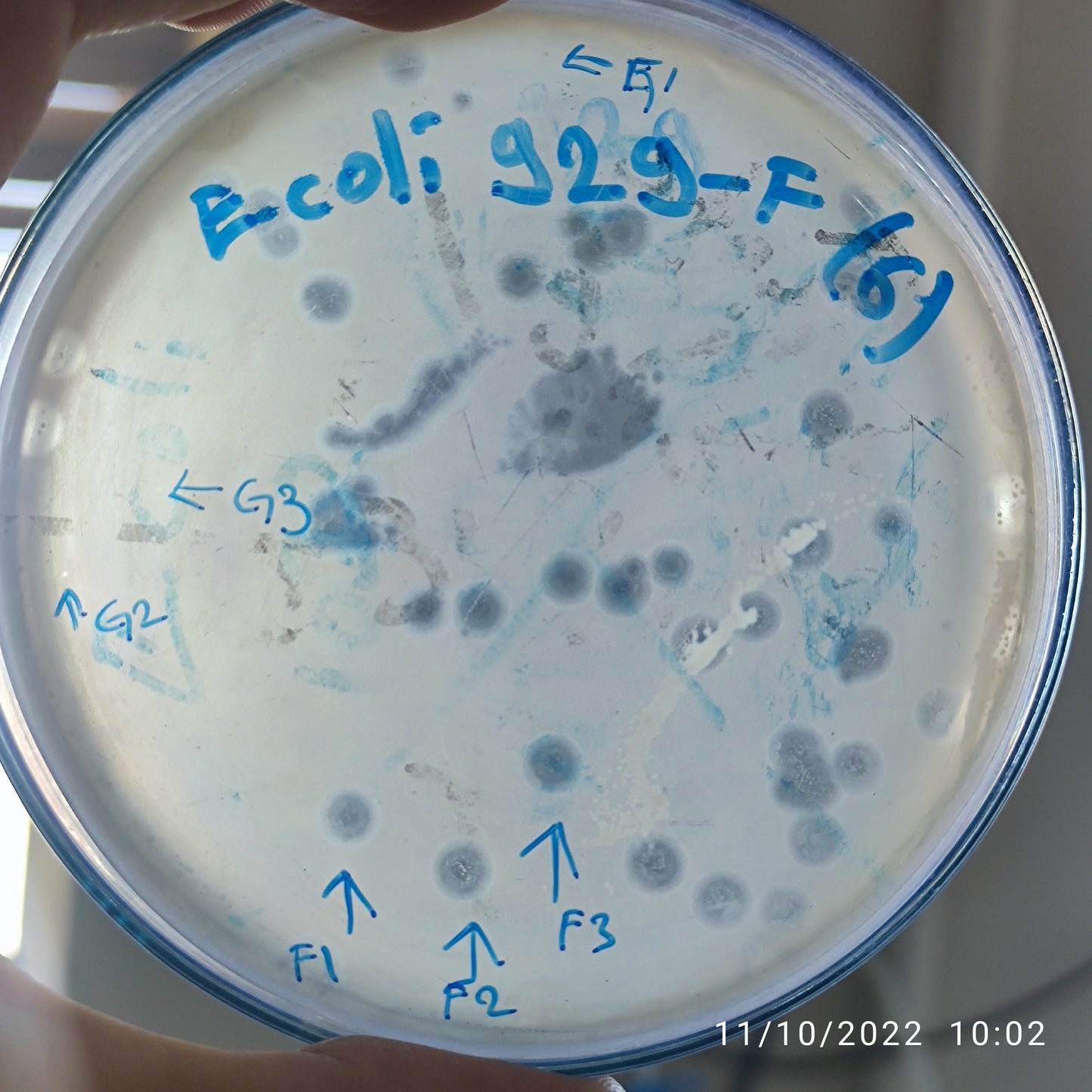 Escherichia coli bacteriophage 100929F