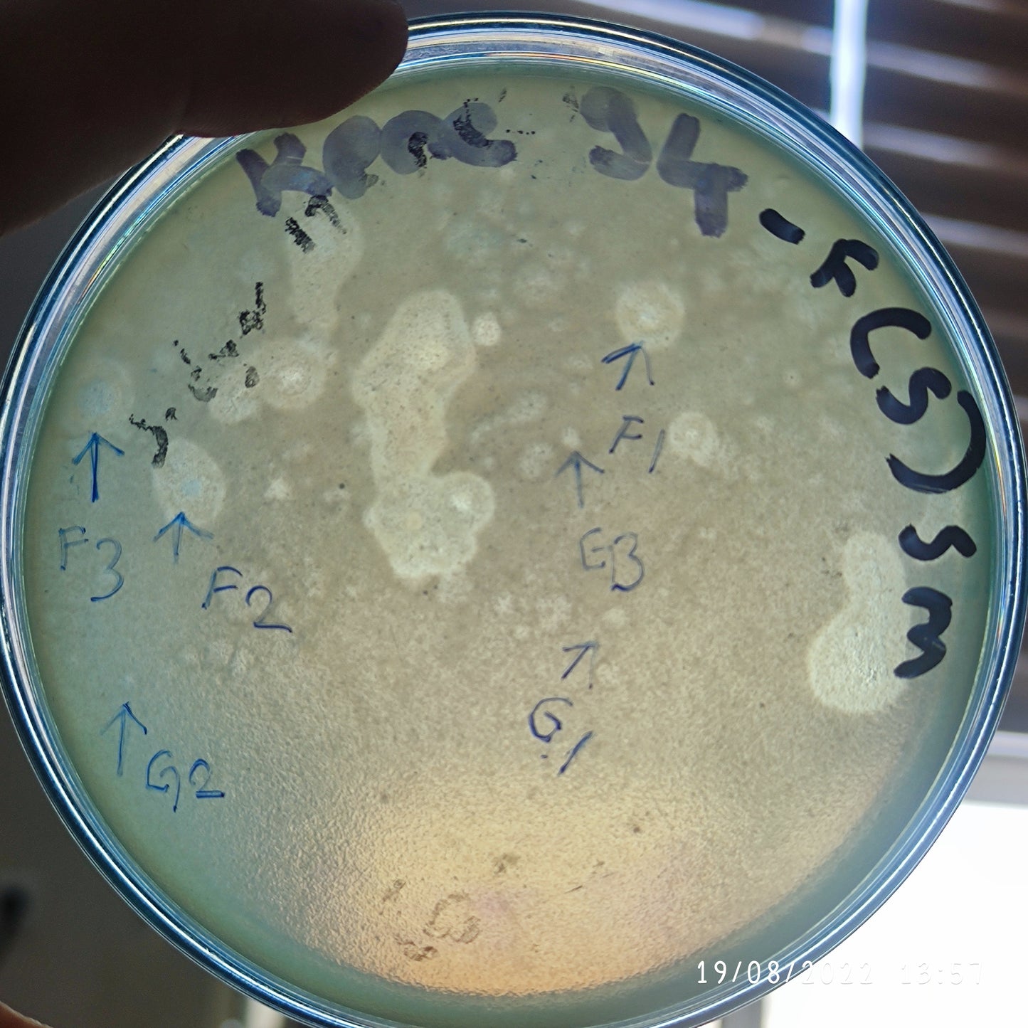 Klebsiella pneumoniae bacteriophage 180094F
