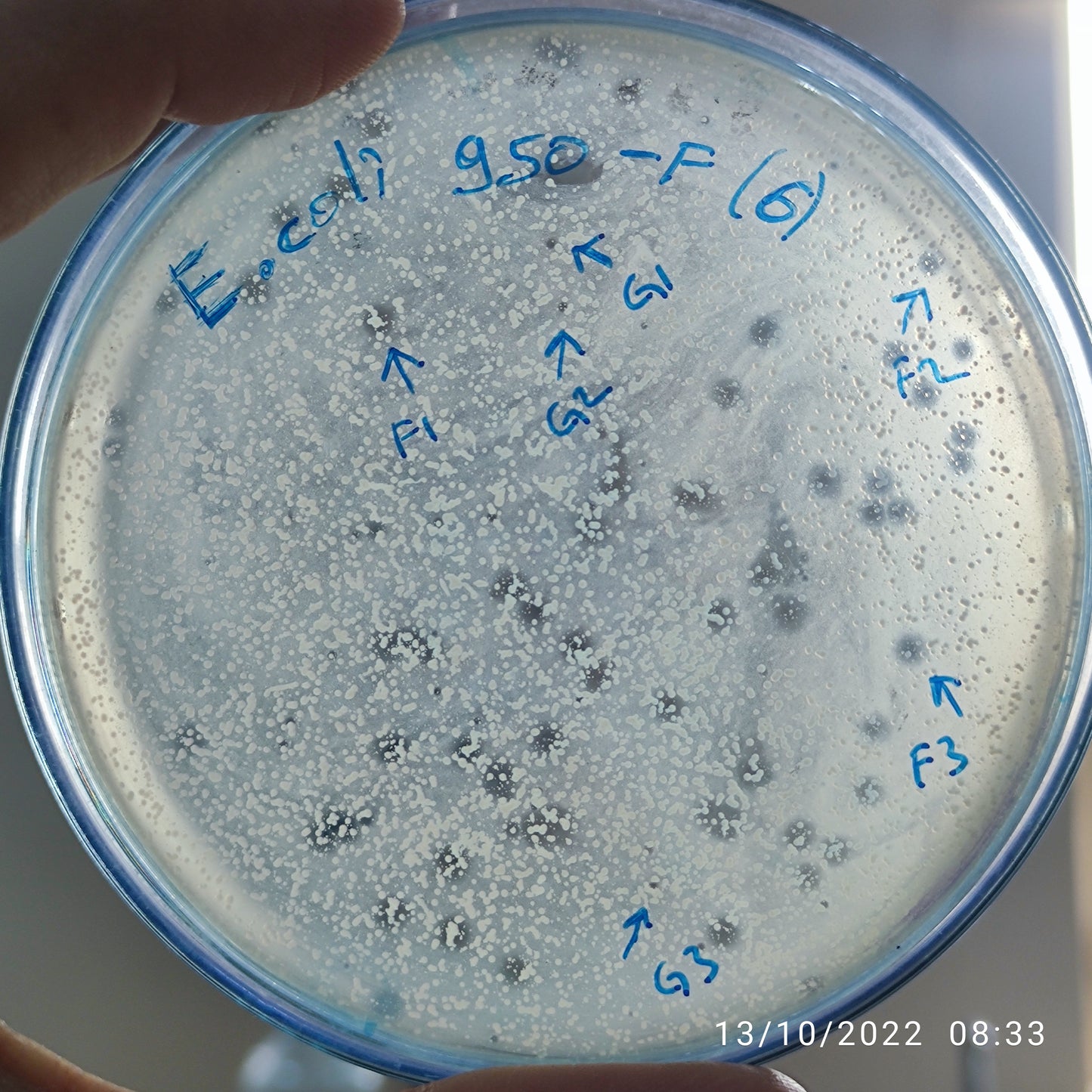 Escherichia coli bacteriophage 100950F