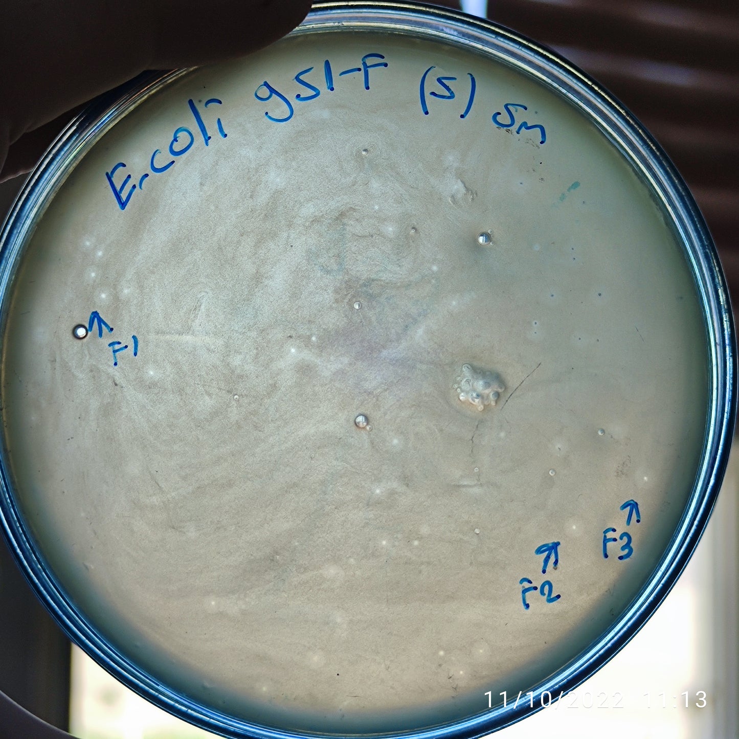 Escherichia coli bacteriophage 100951F