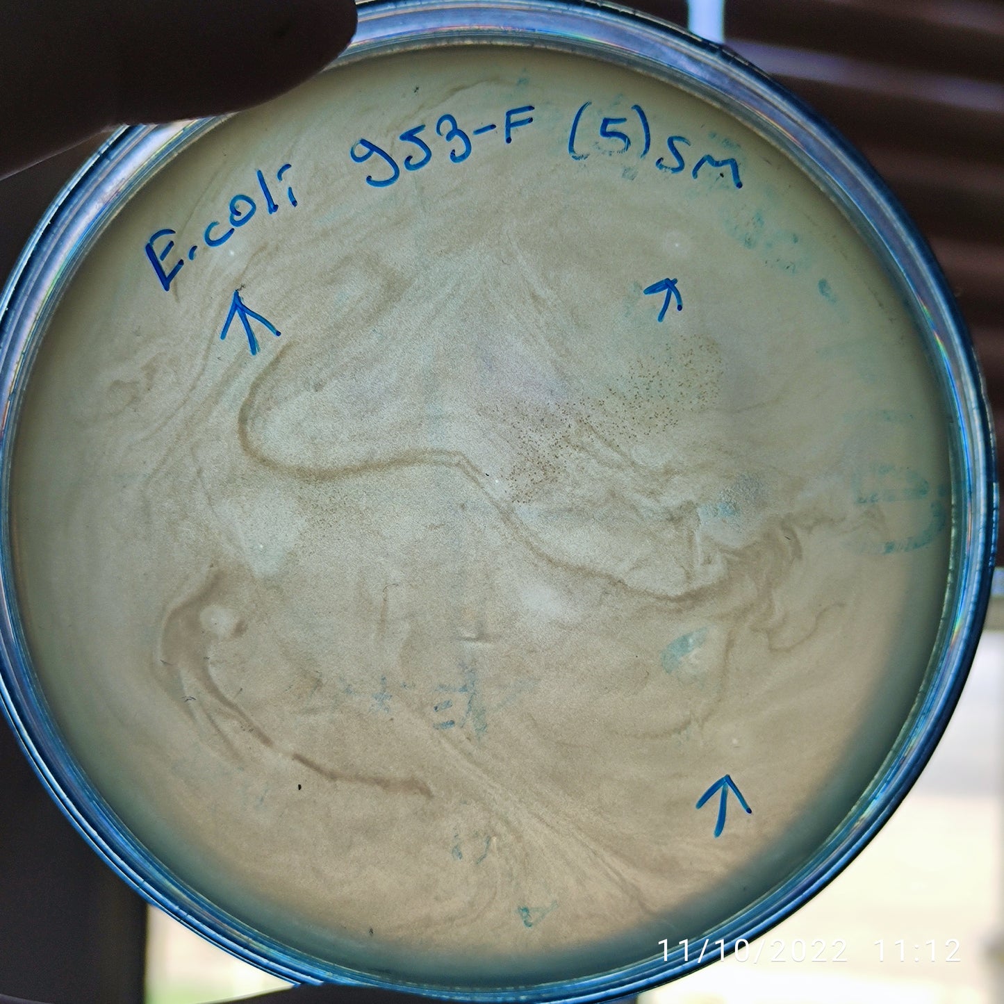 Escherichia coli bacteriophage 100953F