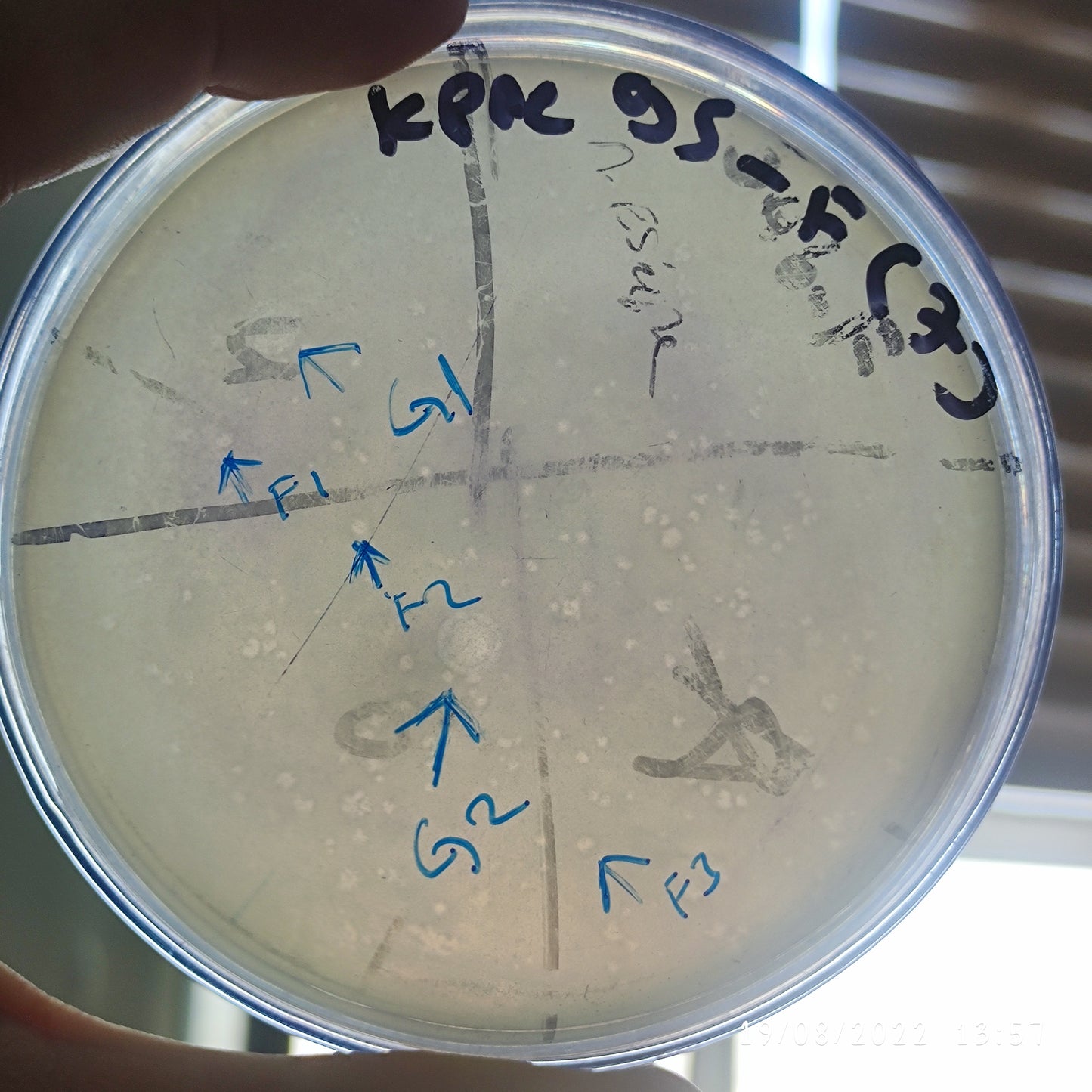 Klebsiella pneumoniae bacteriophage 180095F