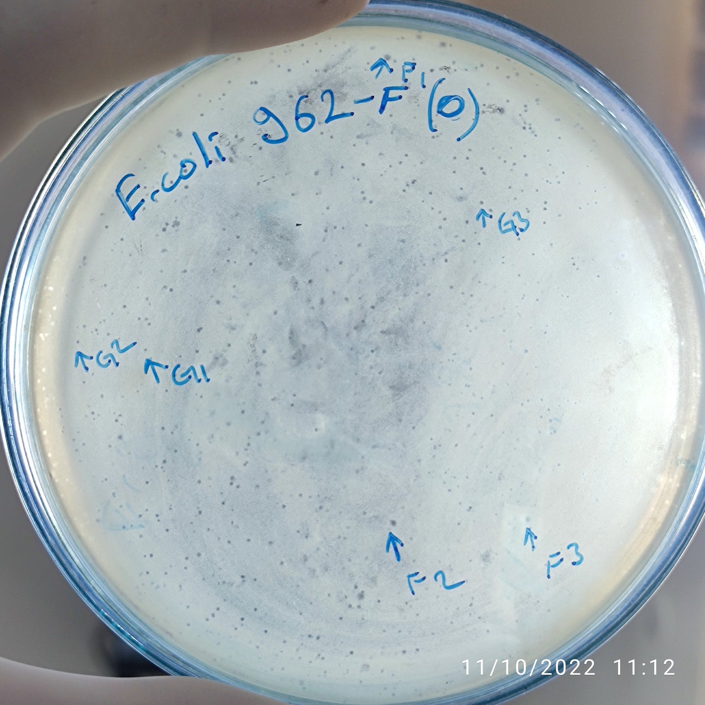 Escherichia coli bacteriophage 100962G