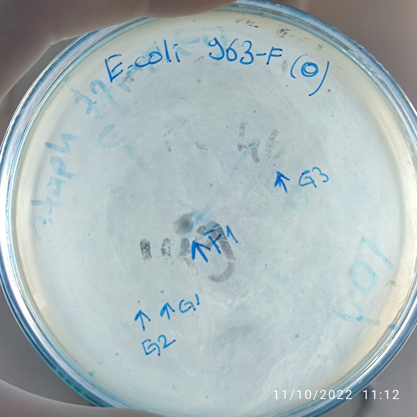 Escherichia coli bacteriophage 100963F