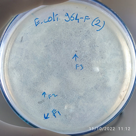 Escherichia coli bacteriophage 100964F