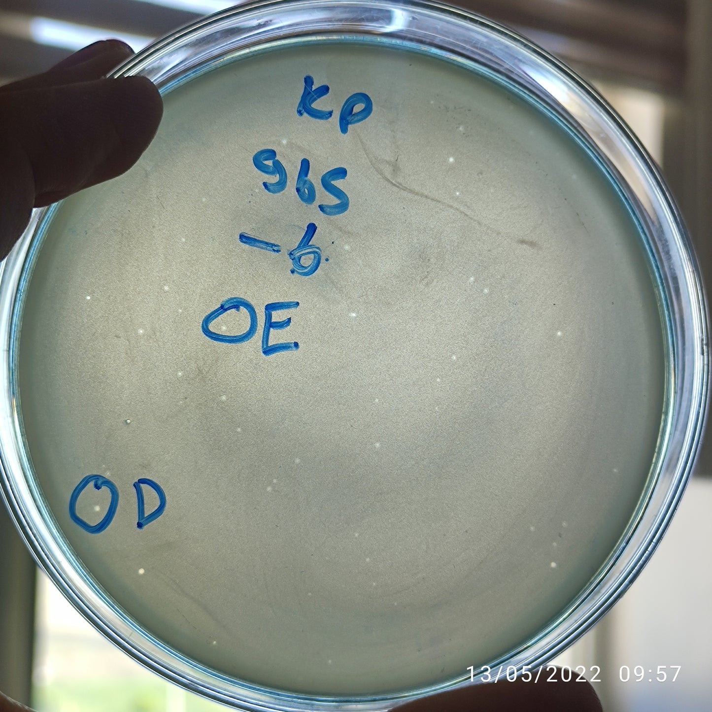 Klebsiella pneumoniae bacteriophage 180965E