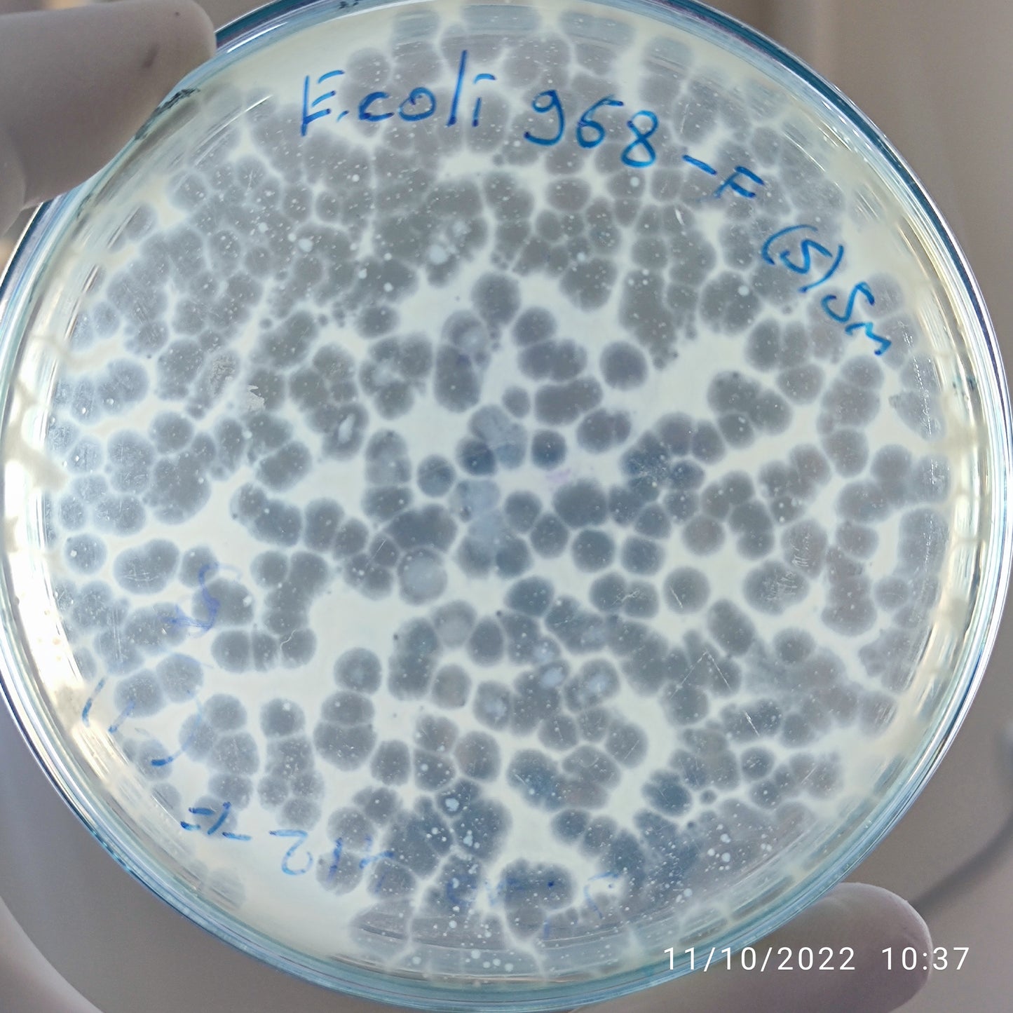 Escherichia coli bacteriophage 100968F