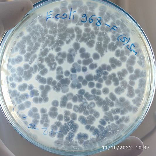Escherichia coli bacteriophage 100968F