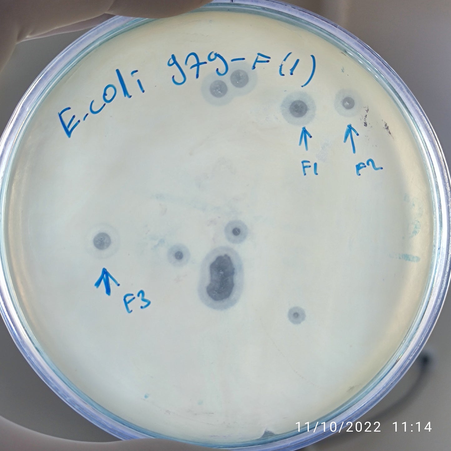 Escherichia coli bacteriophage 100979F