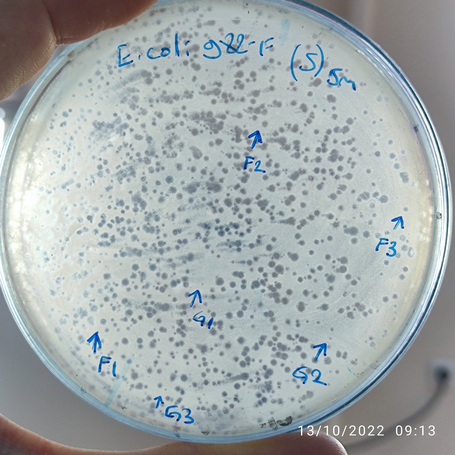 Escherichia coli bacteriophage 100982G