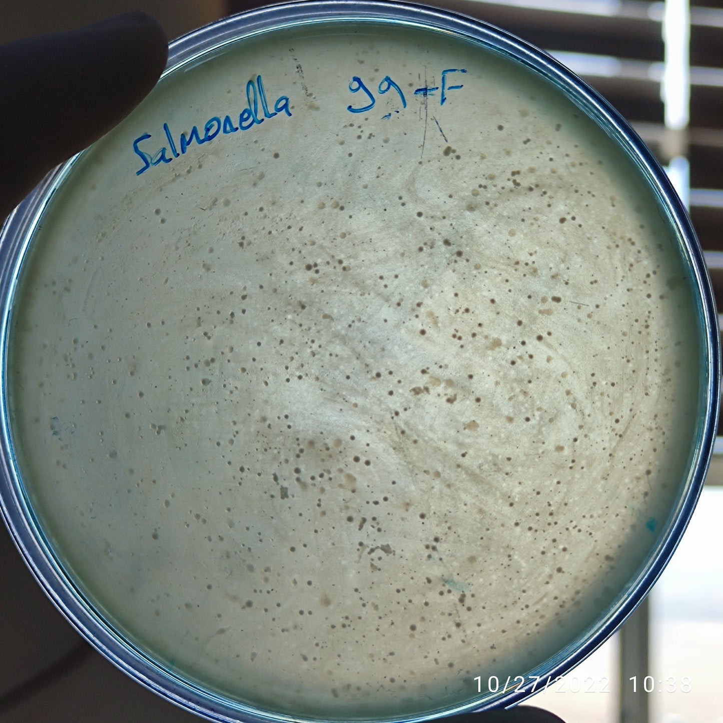 Salmonella bacteriophage 200099F
