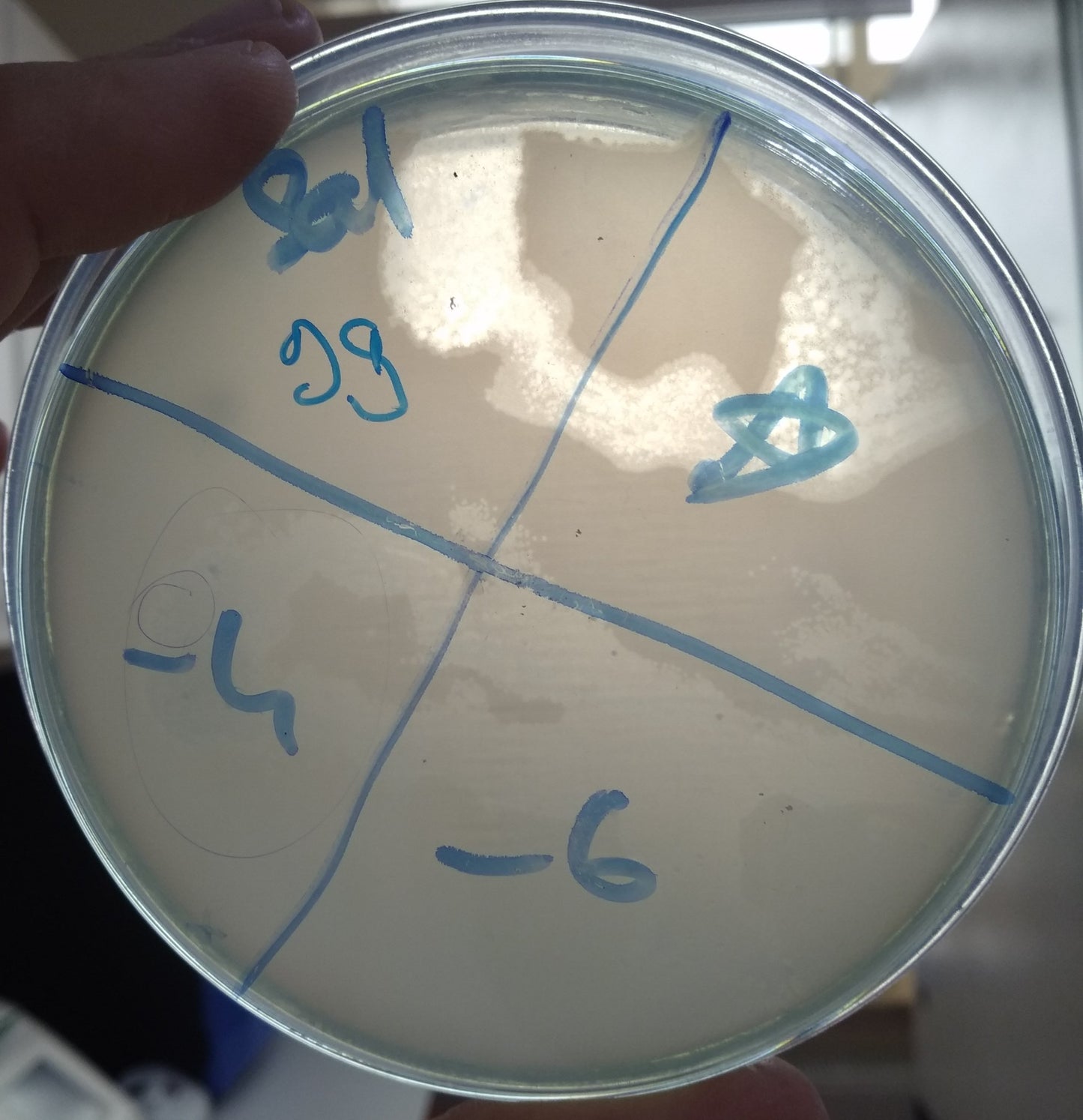 Salmonella bacteriophage 200099A