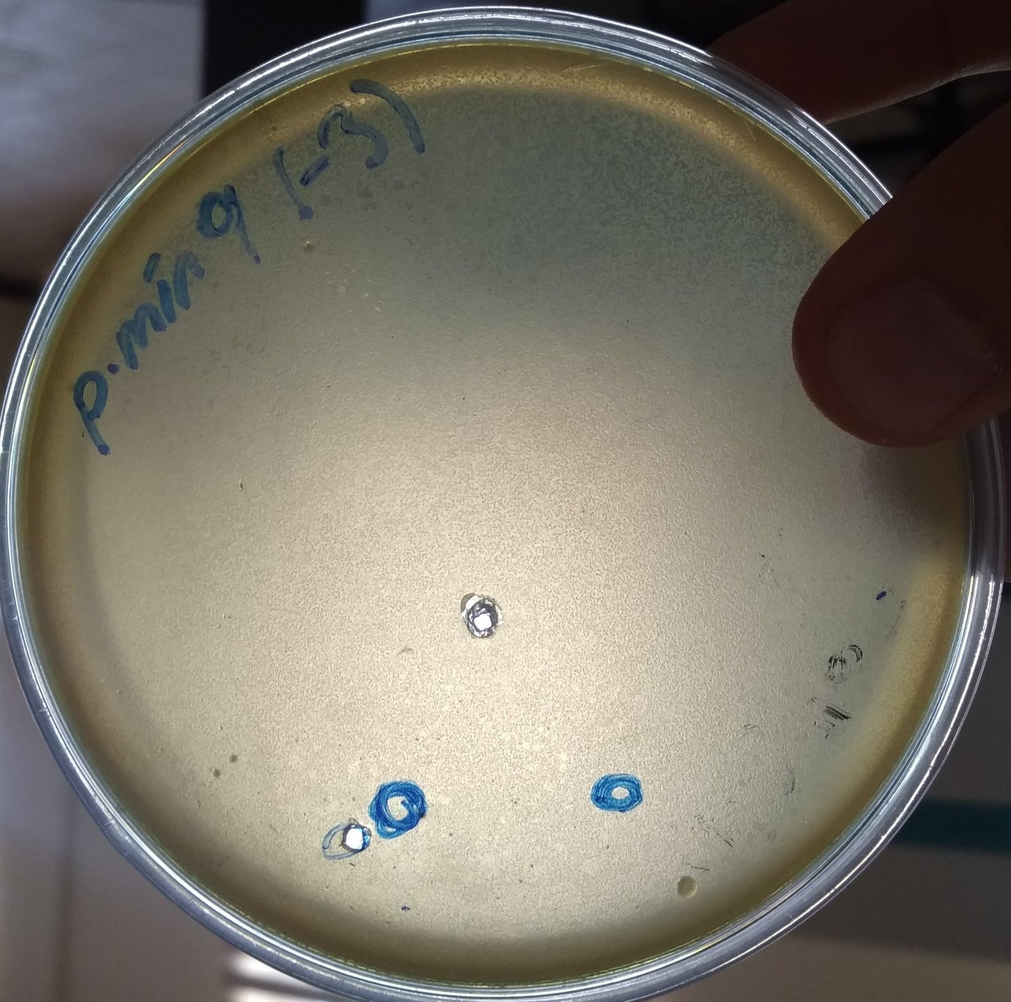 Proteus mirabilis bacteriophage 200042A