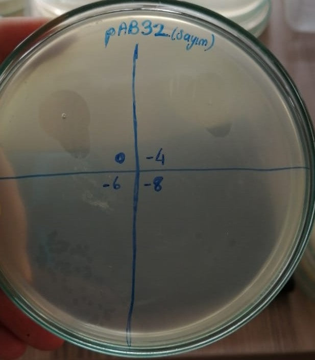 Acinetobacter baumannii bacteriophage 120032A