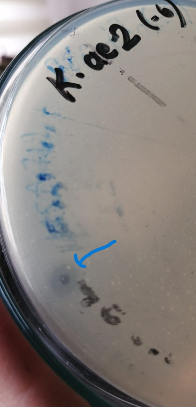Klebsiella aerogenes bacteriophage 188002A