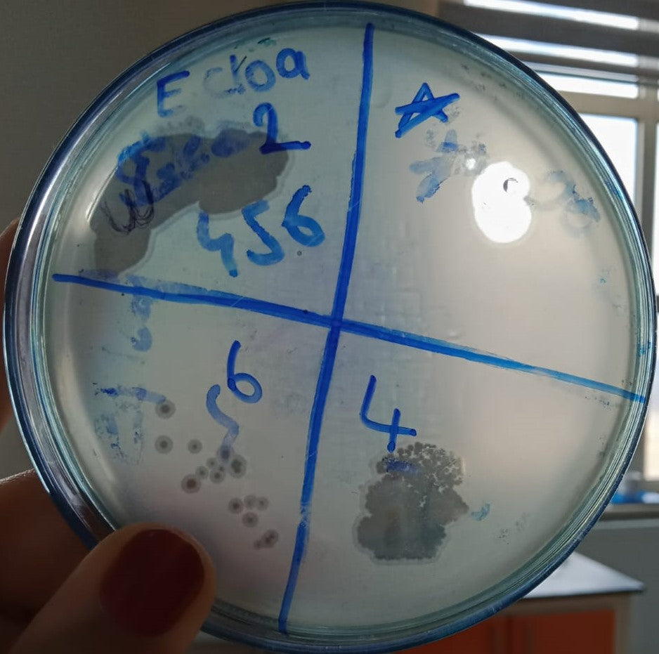 Enterobacter cloacae bacteriophage 200016A