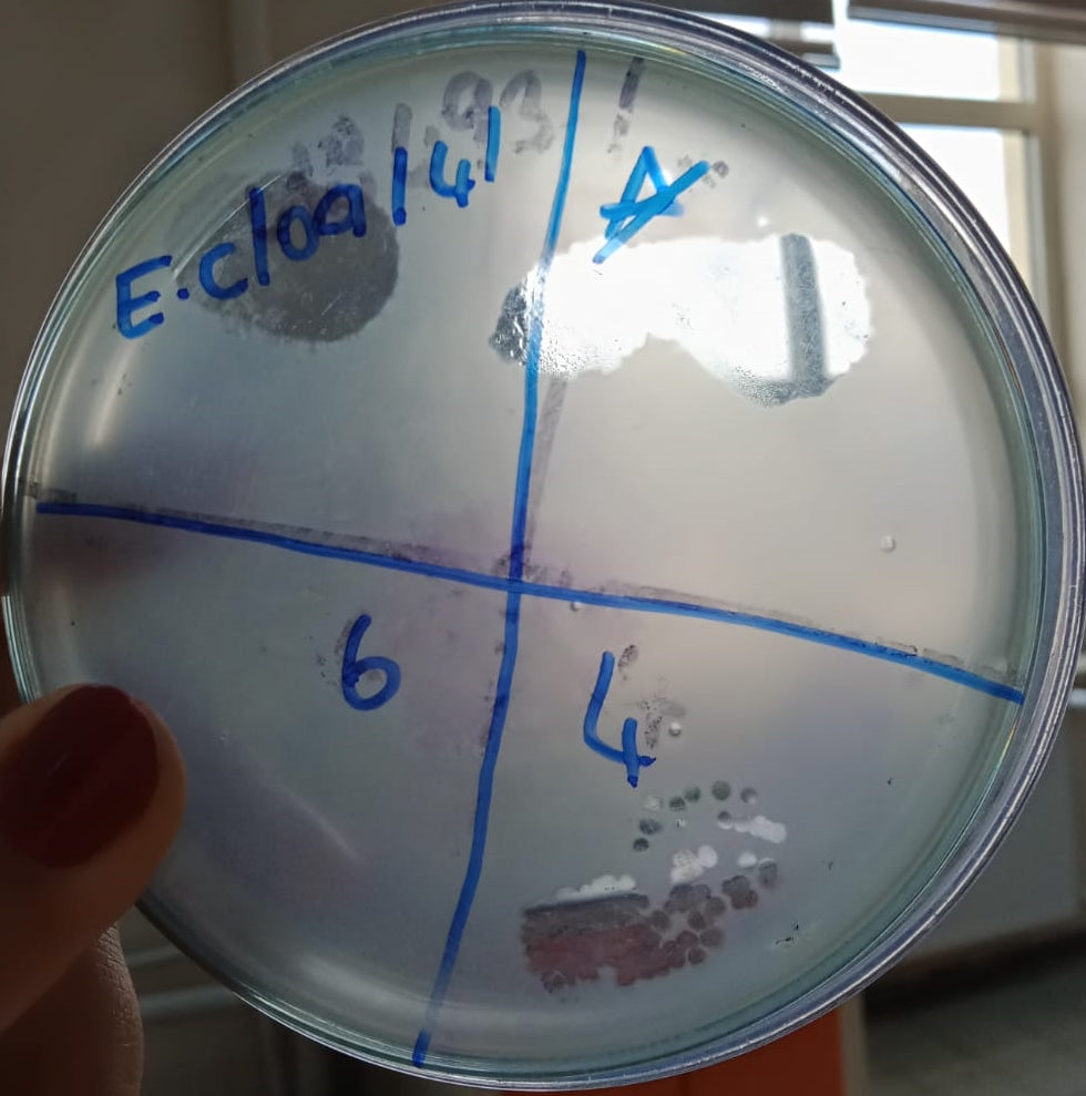 Enterobacter cloacae bacteriophage 200141A