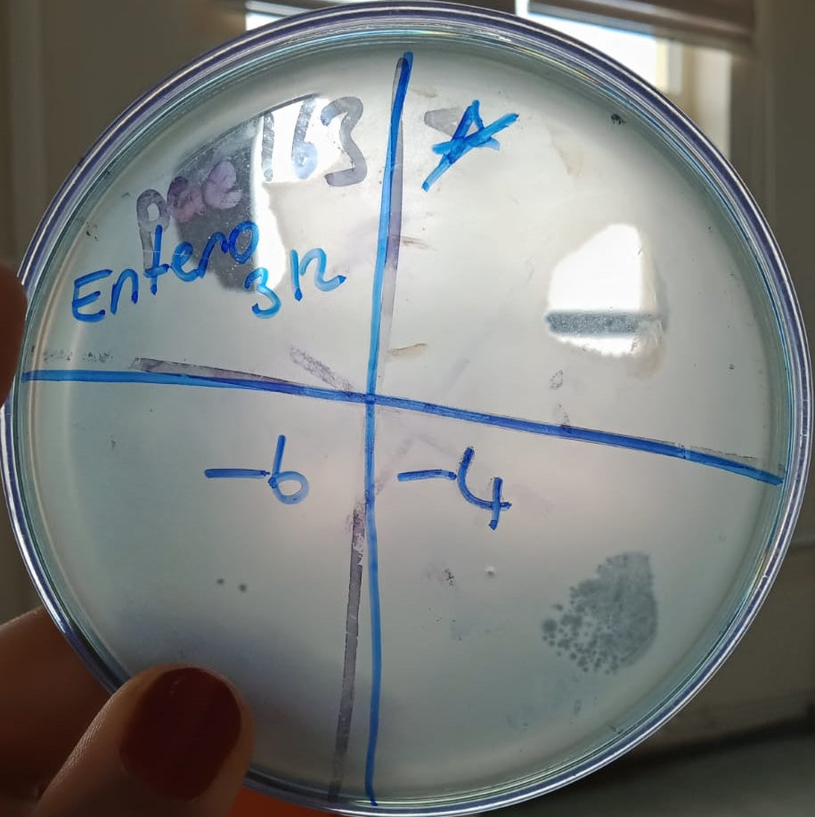 Enterobacter bugandensis bacteriophage 200312A
