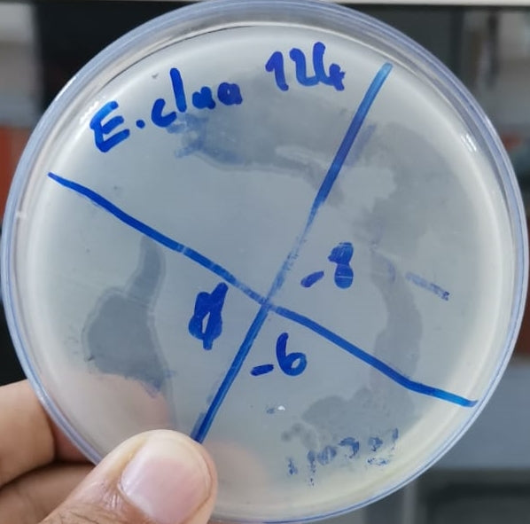 Enterobacter cloacae bacteriophage 200124A