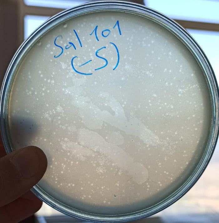 Salmonella bacteriophage 200101A
